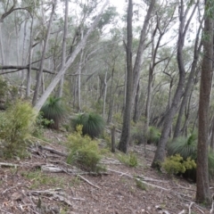 Xanthorrhoea australis at Wyanbene, NSW - suppressed