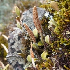 Pyrrosia rupestris (Rock Felt Fern) at Wyanbene, NSW - 2 Jun 2023 by RobG1