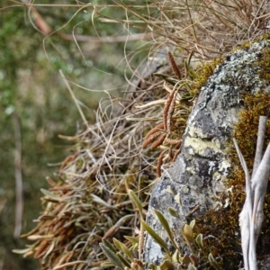 Pyrrosia rupestris at Wyanbene, NSW - 2 Jun 2023