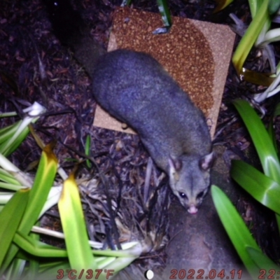 Trichosurus vulpecula (Common Brushtail Possum) at Australian National University - 13 Aug 2023 by brydon