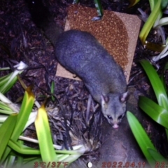 Trichosurus vulpecula (Common Brushtail Possum) at Mount Ainslie to Black Mountain - 13 Aug 2023 by brydon