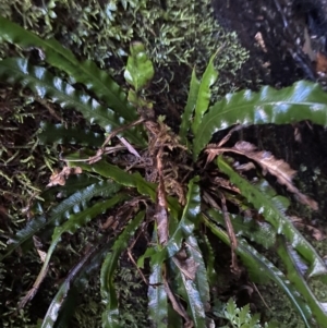 Blechnum patersonii subsp. patersonii at Paddys River, ACT - 5 Aug 2023