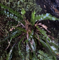 Blechnum patersonii subsp. patersonii at Paddys River, ACT - 5 Aug 2023 12:29 PM