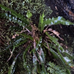 Blechnum patersonii subsp. patersonii at Paddys River, ACT - 5 Aug 2023