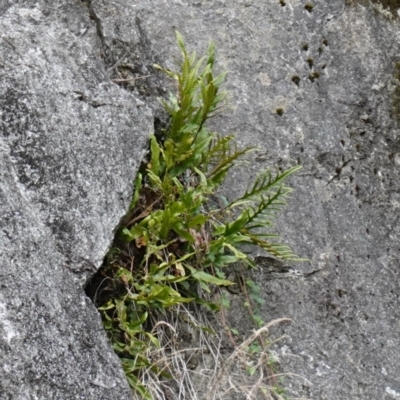 Zealandia pustulata subsp. pustulata (Kangaroo Fern) at Wyanbene, NSW - 2 Jun 2023 by RobG1