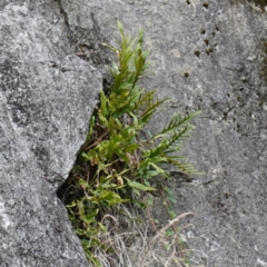 Microsorum pustulatum subsp. pustulatum (Kangaroo Fern) at Deua National Park (CNM area) - 2 Jun 2023 by RobG1