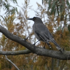 Strepera versicolor (Grey Currawong) at Canberra Central, ACT - 13 Aug 2023 by JohnGiacon
