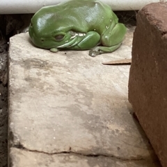 Litoria caerulea (Green Tree Frog) at Holder, ACT - 14 Aug 2023 by patricedecaritat