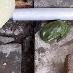 Litoria caerulea at Holder, ACT - 14 Aug 2023