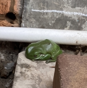 Litoria caerulea at Holder, ACT - 14 Aug 2023