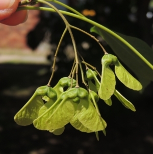 Acer buergerianum at Pollinator-friendly garden Conder - 1 Feb 2023 11:21 AM