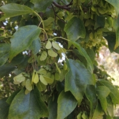 Acer buergerianum at Pollinator-friendly garden Conder - 1 Feb 2023 11:21 AM