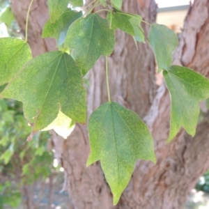 Acer buergerianum at Pollinator-friendly garden Conder - 1 Feb 2023 11:21 AM