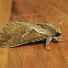 Elhamma australasiae (A Swift or Ghost moth (Hepialidae)) at Conder, ACT - 1 Feb 2023 by MichaelBedingfield