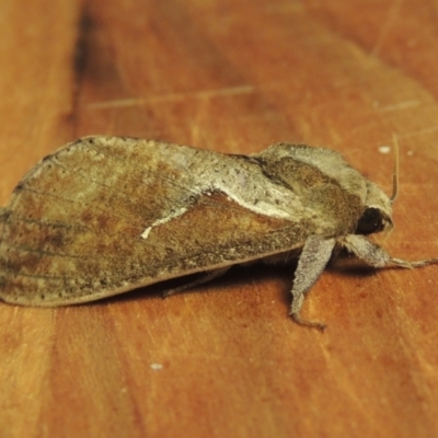 Elhamma australasiae (A Swift or Ghost moth (Hepialidae)) at Conder, ACT - 1 Feb 2023 by MichaelBedingfield