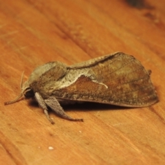 Elhamma australasiae at Conder, ACT - 1 Feb 2023 09:05 PM