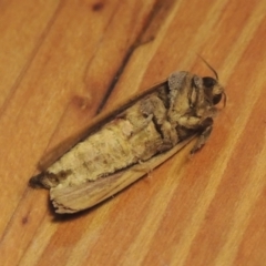 Elhamma australasiae at Conder, ACT - 1 Feb 2023 09:05 PM