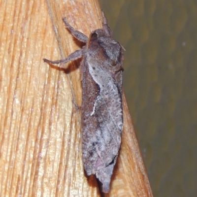 Elhamma australasiae (A Swift or Ghost moth (Hepialidae)) at Conder, ACT - 7 Feb 2023 by MichaelBedingfield