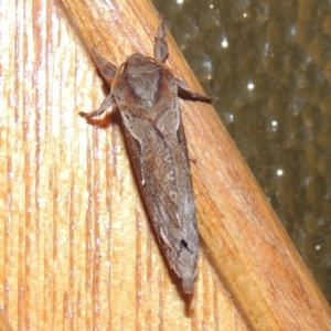 Elhamma australasiae at Conder, ACT - 7 Feb 2023 09:10 PM