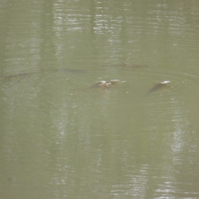 Cyprinus carpio (Common Carp) at Mount Mugga Mugga - 13 Aug 2023 by Mike