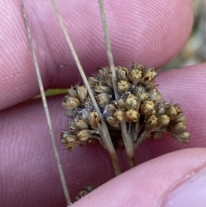 Juncus filicaulis at Rendezvous Creek, ACT - 6 Aug 2023