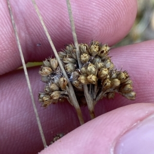 Juncus filicaulis at Rendezvous Creek, ACT - 6 Aug 2023