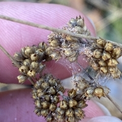 Juncus filicaulis at Rendezvous Creek, ACT - 6 Aug 2023 03:23 PM