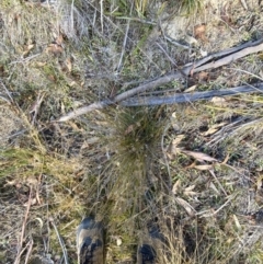 Juncus filicaulis at Rendezvous Creek, ACT - 6 Aug 2023 03:23 PM