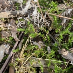 Stellaria pungens (Prickly Starwort) at Paddys River, ACT - 5 Aug 2023 by Tapirlord