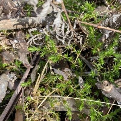 Stellaria pungens (Prickly Starwort) at Paddys River, ACT - 5 Aug 2023 by Tapirlord