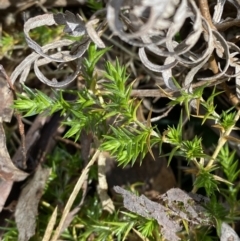 Stellaria pungens at Paddys River, ACT - 5 Aug 2023 01:49 PM