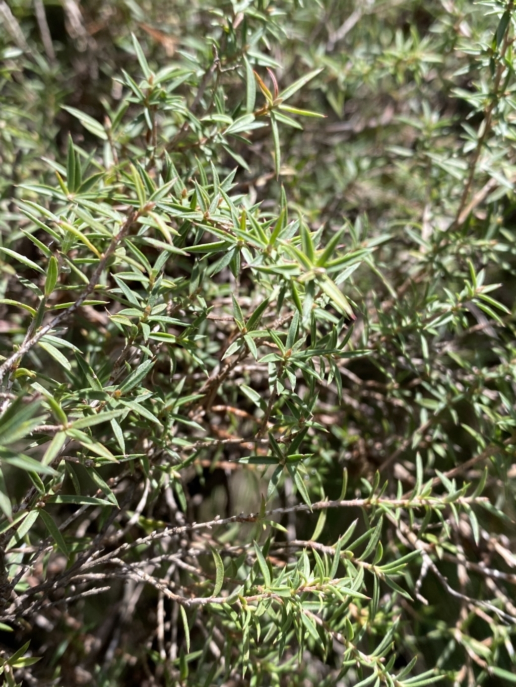 Leptospermum continentale at Paddys River, ACT - 5 Aug 2023