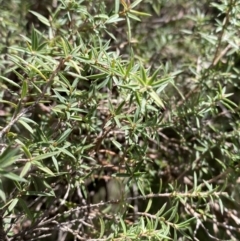 Leptospermum continentale (Prickly Teatree) at Paddys River, ACT - 5 Aug 2023 by Tapirlord