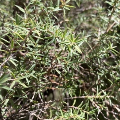 Leptospermum continentale (Prickly Teatree) at Paddys River, ACT - 5 Aug 2023 by Tapirlord