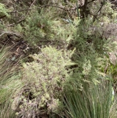 Leptospermum continentale at Paddys River, ACT - 5 Aug 2023 01:48 PM