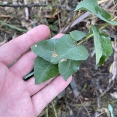 Eucalyptus sp. (A Gum Tree) at Paddys River, ACT - 5 Aug 2023 by Tapirlord