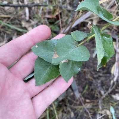 Eucalyptus sp. (A Gum Tree) at Tidbinbilla Nature Reserve - 5 Aug 2023 by Tapirlord