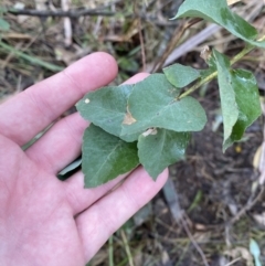 Eucalyptus sp. at Paddys River, ACT - 5 Aug 2023