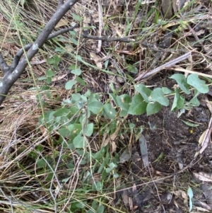 Eucalyptus sp. at Paddys River, ACT - 5 Aug 2023