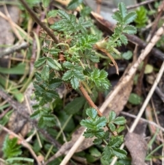 Acaena novae-zelandiae (Bidgee Widgee) at Paddys River, ACT - 5 Aug 2023 by Tapirlord