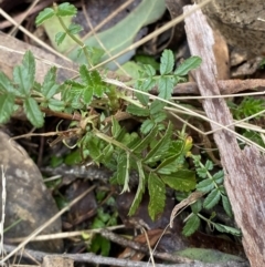 Acaena novae-zelandiae at Paddys River, ACT - 5 Aug 2023