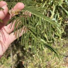 Acacia mearnsii (Black Wattle) at Paddys River, ACT - 5 Aug 2023 by Tapirlord