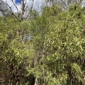 Acacia mearnsii at Paddys River, ACT - 5 Aug 2023