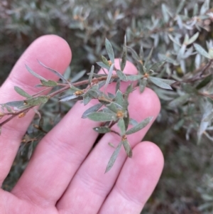 Leptospermum lanigerum at Paddys River, ACT - 5 Aug 2023