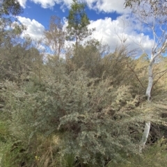 Leptospermum lanigerum at Paddys River, ACT - 5 Aug 2023