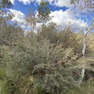 Leptospermum lanigerum at Paddys River, ACT - 5 Aug 2023 01:35 PM