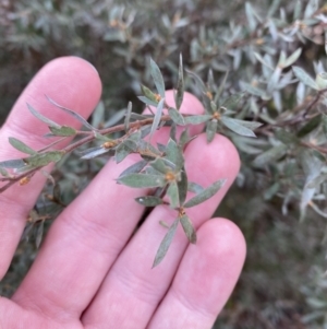 Leptospermum lanigerum at Paddys River, ACT - 5 Aug 2023 01:35 PM