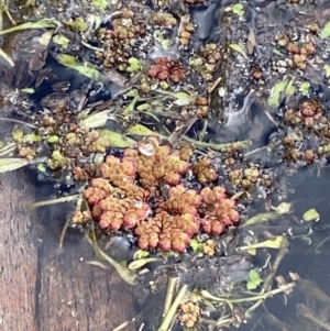 Azolla rubra at Paddys River, ACT - 5 Aug 2023