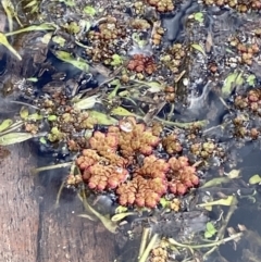 Azolla rubra at Paddys River, ACT - 5 Aug 2023