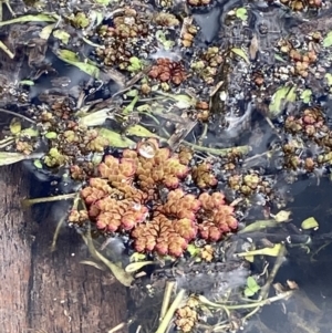 Azolla rubra at Paddys River, ACT - 5 Aug 2023